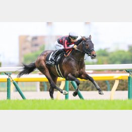 東京マイルのテレ玉杯で2勝クラスを勝ち上がり