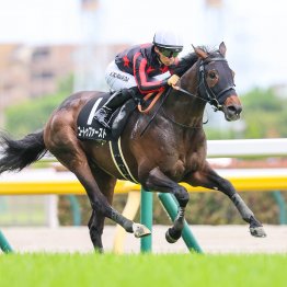 【藤岡の土曜競馬コラム・ファイナルＳ】