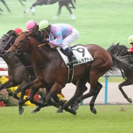 【レスキュー隊の日曜競馬コラム・京都12Ｒ】