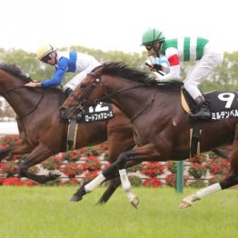 【レスキュー隊の日曜競馬コラム・京都12Ｒ】