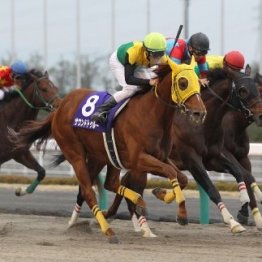 サウンドトゥルー　２０１５年GⅠ東京大賞典制覇　