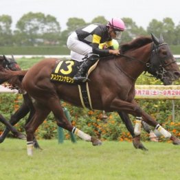 【マリナの日曜競馬コラム・京都金杯】