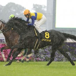 【橘の日曜競馬コラム・中山金杯】