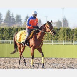 シンリョクカとの牝馬２頭軸で３連複を