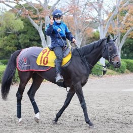 【新居の月曜競馬コラム・万葉Ｓ】