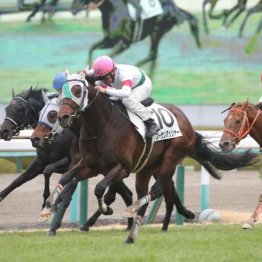 【橘の月曜競馬コラム・サンライズＳ】