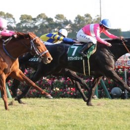 【京都金杯】25年の重賞初勝利は８歳馬サクラトゥジュール