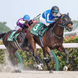 【新居の土曜競馬コラム・すばるＳ】