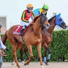 【大谷の土曜競馬コラム・迎春Ｓ】