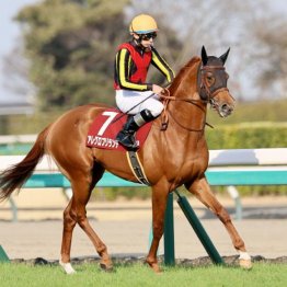 【武田の土曜競馬コラム・迎春Ｓ】