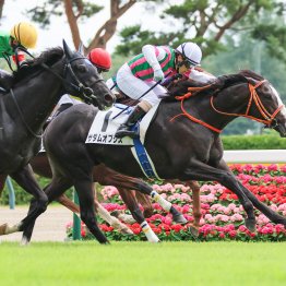 【新谷の土曜競馬コラム・渥美特別】