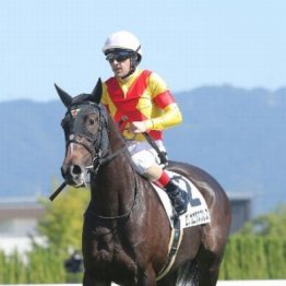 【市川の日曜競馬コラム・フェアリーＳ】