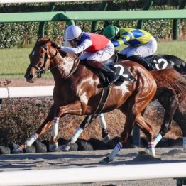 【飯島の日曜競馬コラム・ポルックスＳ】