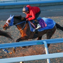 【新居の日曜競馬コラム・フェアリーＳ】