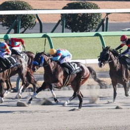 【新居の月曜競馬コラム・成田特別】