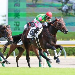 【武田の月曜競馬コラム・シンザン記念】