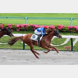 ２勝クラス勝ちは強かった