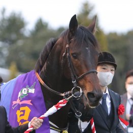 【日経新春杯】４度のケガを乗り越えて──。再度の復活Ｖを目指す８歳ヴェルトライゼンデ