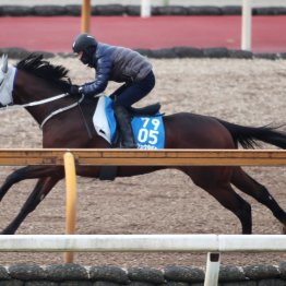 【日経新春杯】ヴェローチェエラに須貝師「ちょうどええやん」とニンマリ