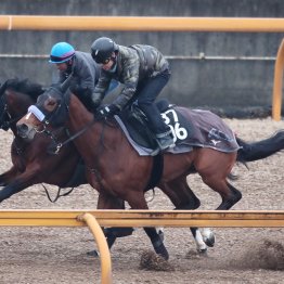 【日経新春杯】ヴェローチェエラに須貝師「ちょうどええやん」とニンマリ