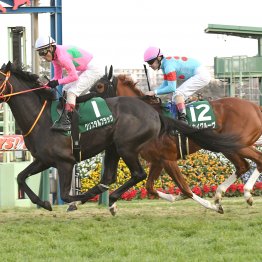 【京成杯】データ作戦　１戦１勝馬を要チェック