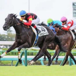 【飯島の土曜競馬コラム・菜の花賞】