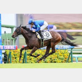 中山マイルで新馬勝ち