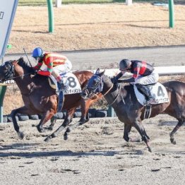 【木津の土曜競馬コラム・アレキサンドライトＳ】