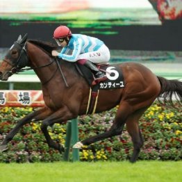 【武田の土曜競馬コラム・カーバンクルＳ】