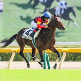 【市川の日曜競馬コラム・京成杯】