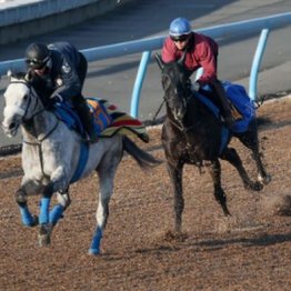 【新居の日曜競馬コラム・京成杯】