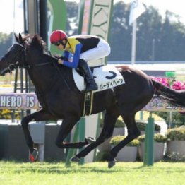 【大谷の日曜競馬コラム・京成杯】