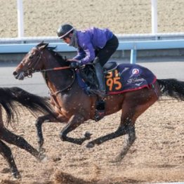 【武田の日曜競馬コラム・京成杯】