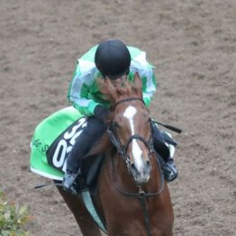 【橘の日曜競馬コラム・京成杯】