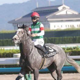 【日刊ゲンダイ賞ブルーバードＣ】今年も勝つのは松永幹厩舎　◎クァンタムウェーブ