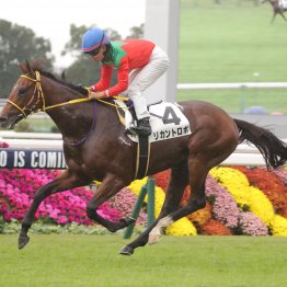 【田中の土曜競馬コラム・若駒Ｓ】