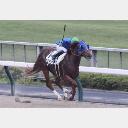 昨秋の東京で圧勝