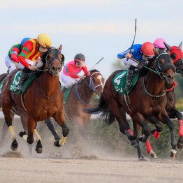 【新谷の日曜競馬コラム・プロキオンＳ】