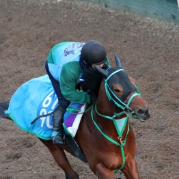 【勝羽の日曜競馬コラム・プロキオンＳ】