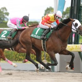 【市川の日曜競馬コラム・プロキオンＳ】