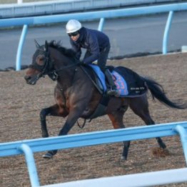 【新居の日曜競馬コラム・アメリカＪＣＣ】