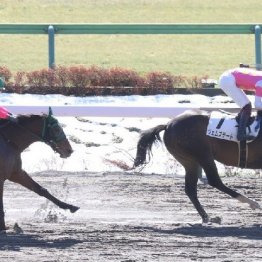 【レスキュー隊の日曜競馬コラム・中山12Ｒ】