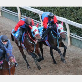 タガノビューティー（左）は馬体に厚みがあって状態面に不安なし