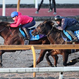 【根岸Ｓ】調教マル得チェック①