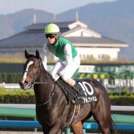 【根岸Ｓ】前走Ｖは強烈な内容　アルファマム連勝目指す