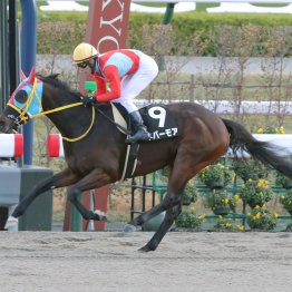 【田中の土曜競馬コラム・舞鶴Ｓ】