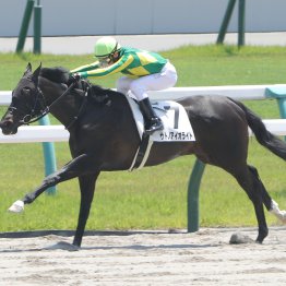 【藤岡の土曜競馬コラム・舞鶴Ｓ】