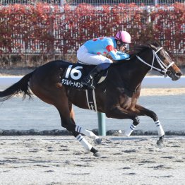 【勝羽の土曜競馬コラム・舞鶴Ｓ】