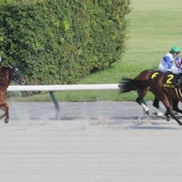 【市川の日曜競馬コラム・根岸Ｓ】