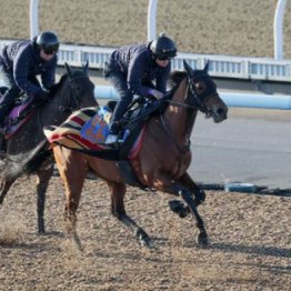 【新居の日曜競馬コラム・根岸Ｓ】